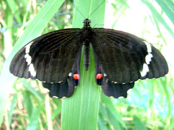butterfly Joan Relke and Carl Merten