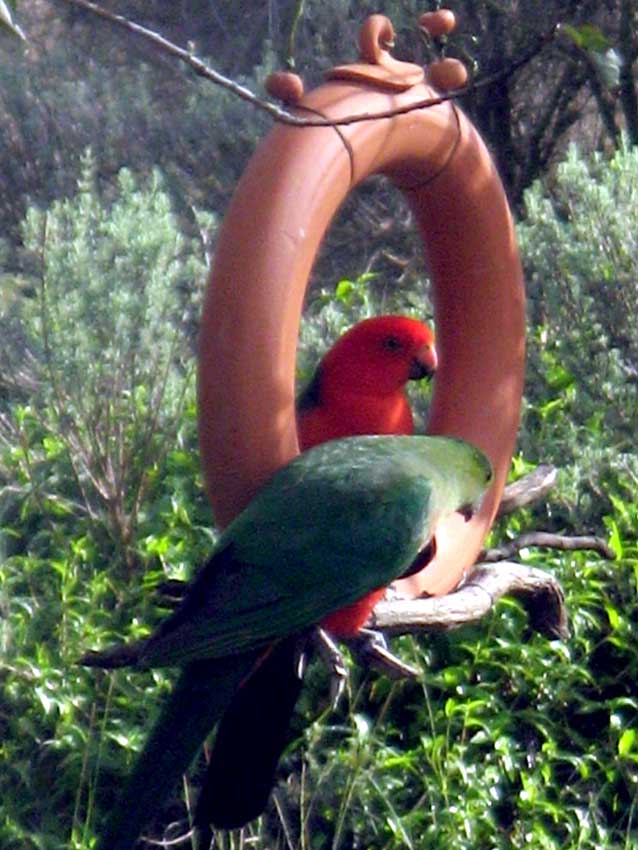 parrots Joan Relke and Carl Merten